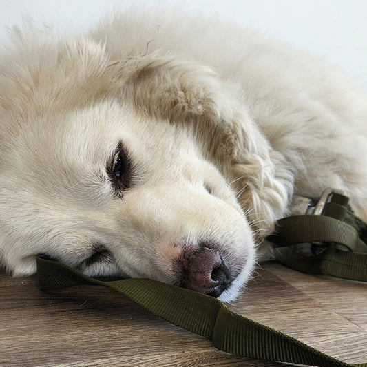 USGI Parachutist Lowering Line - Used