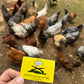 Don’t cluck at me chicken/ Rooster sticker