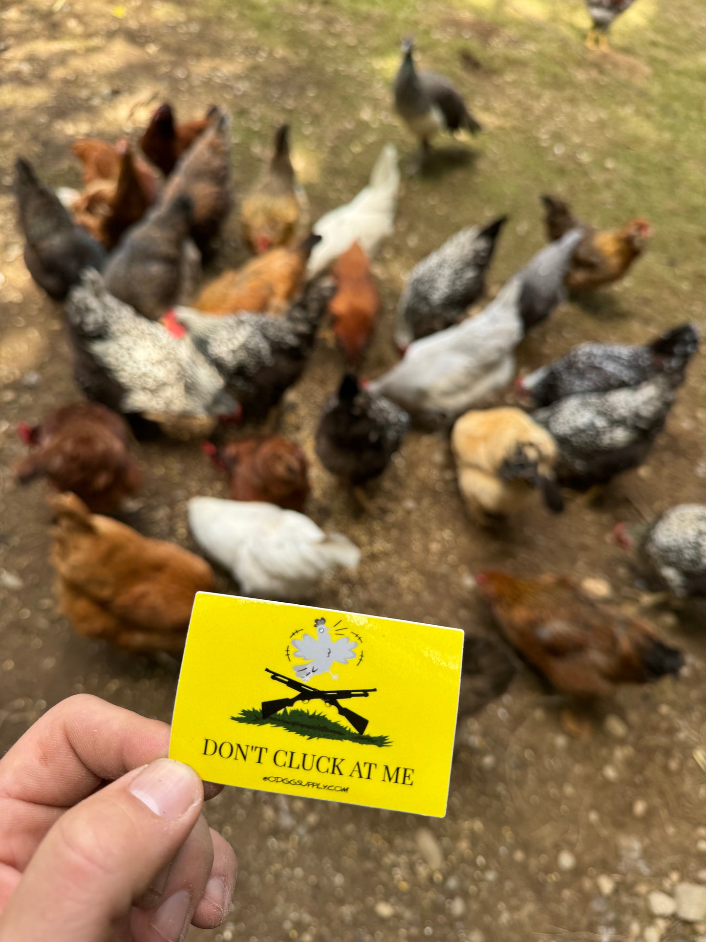 Don’t cluck at me chicken/ Rooster sticker