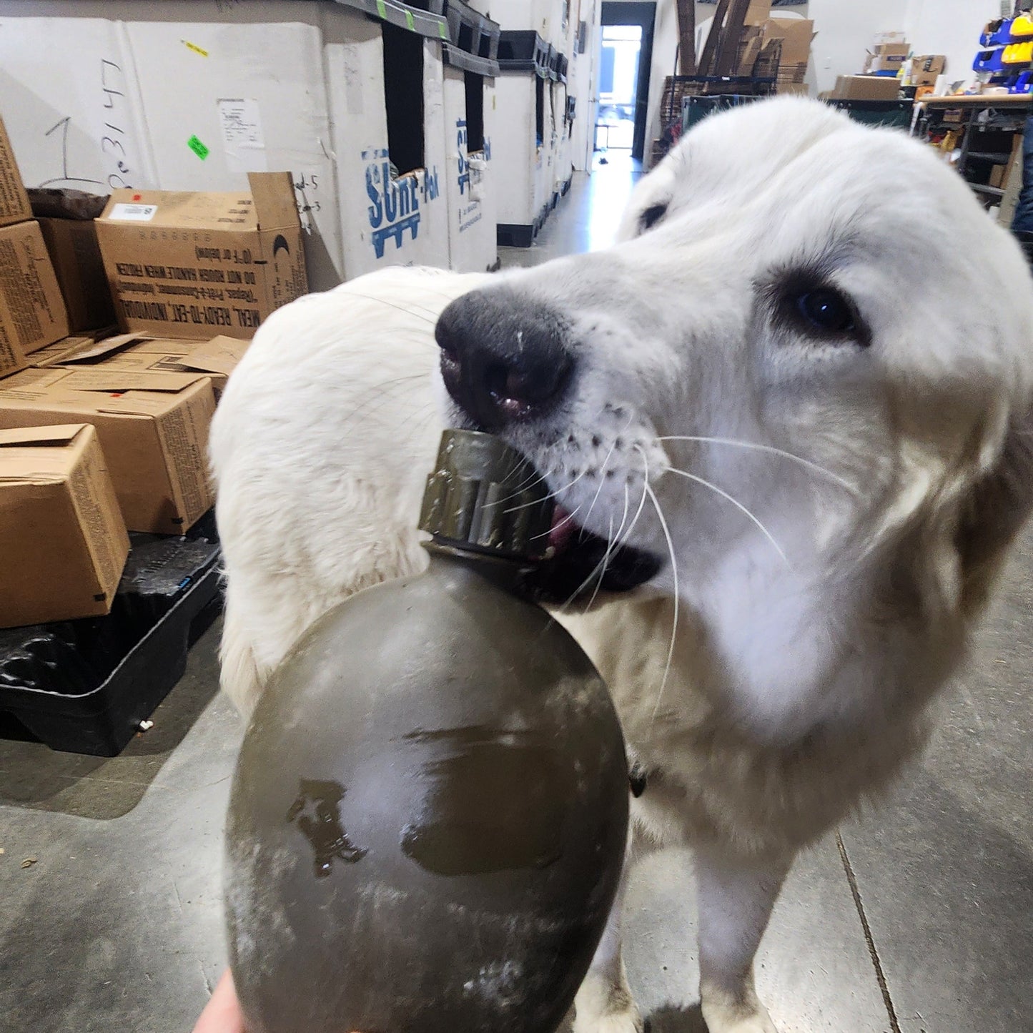 A white dog drinking from a dark gray plastic water bottle held by a person's hand in a warehouse setting.