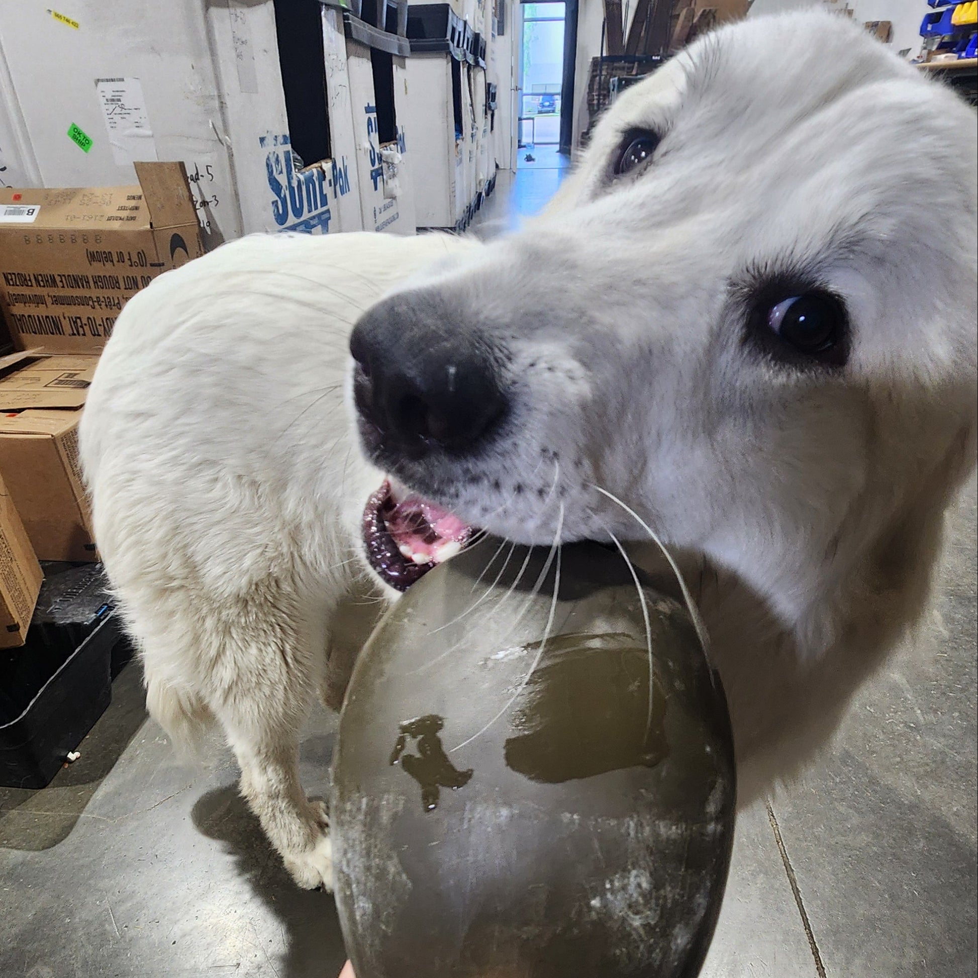 A white dog biting and holding a large, dark, semi-translucent round object in its mouth while a human hand holds it. The setting is a cluttered warehouse or storage room with concrete floors and cardboard boxes.